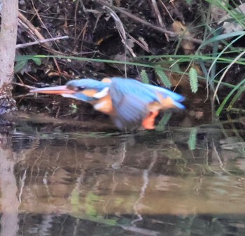 Common Kingfisher 甲山森林公園 Mon, 4/29/2024