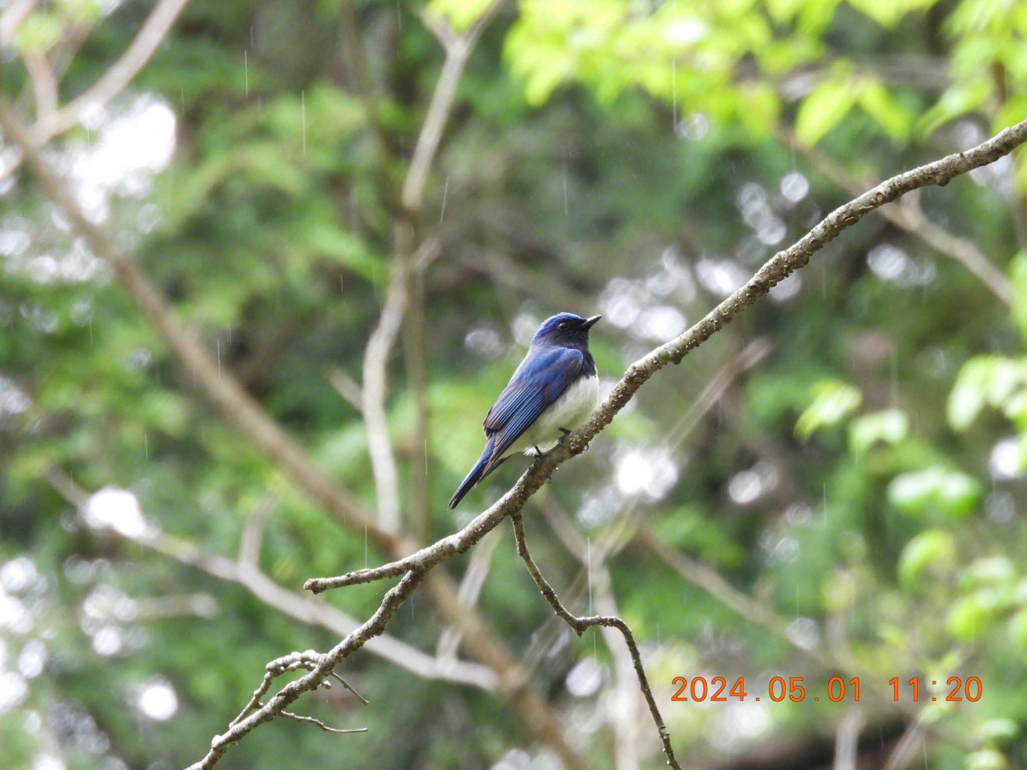 Photo of Blue-and-white Flycatcher at 揖斐高原