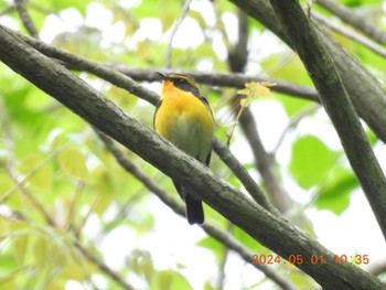 Narcissus Flycatcher 揖斐高原 Wed, 5/1/2024