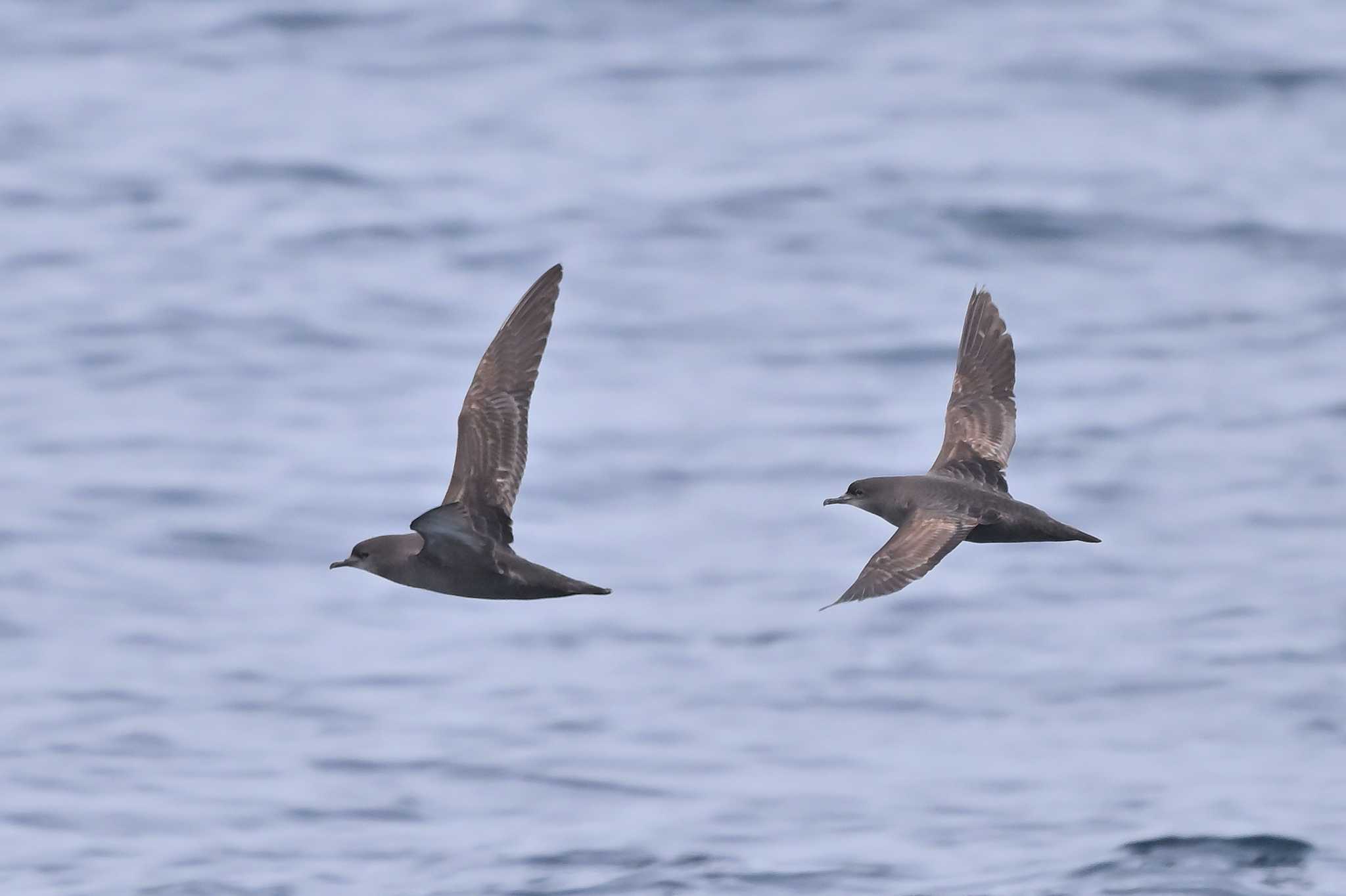 Photo of Short-tailed Shearwater at 下田神津島航路