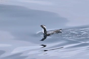 Japanese Murrelet 下田神津島航路 Mon, 4/29/2024