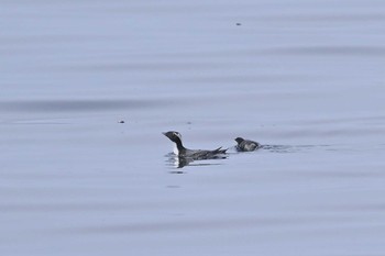 カンムリウミスズメ 下田神津島航路 2024年4月29日(月)