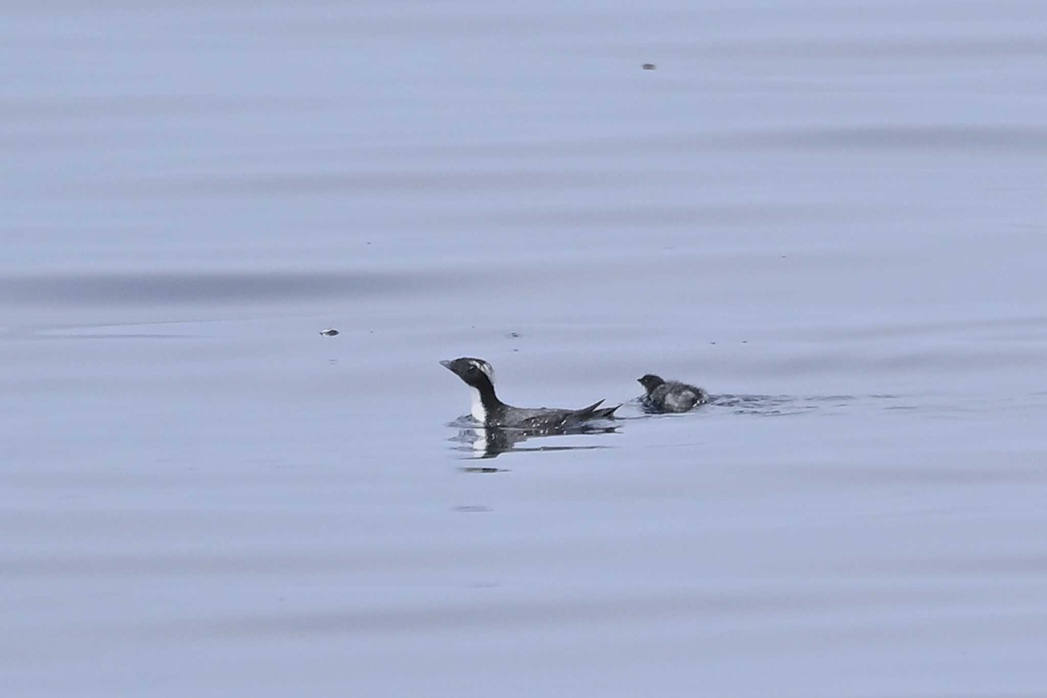 Photo of Japanese Murrelet at 下田神津島航路 by ダイ