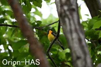 Narcissus Flycatcher 東京都多摩地域 Sat, 4/27/2024