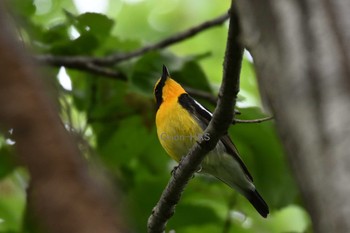 Narcissus Flycatcher 東京都多摩地域 Sat, 4/27/2024