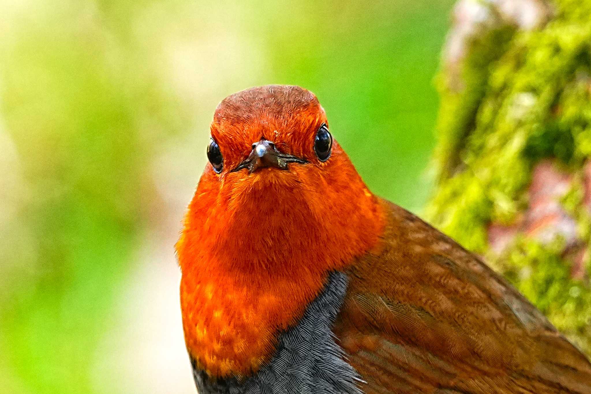 Photo of Japanese Robin at 井戸湿原