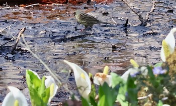 アオジ 戸隠森林植物園(戸隠森林公園) 2024年4月28日(日)