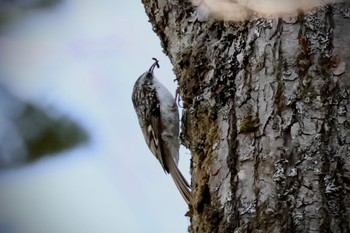 Eurasian Treecreeper Togakushi Forest Botanical Garden Sun, 4/28/2024