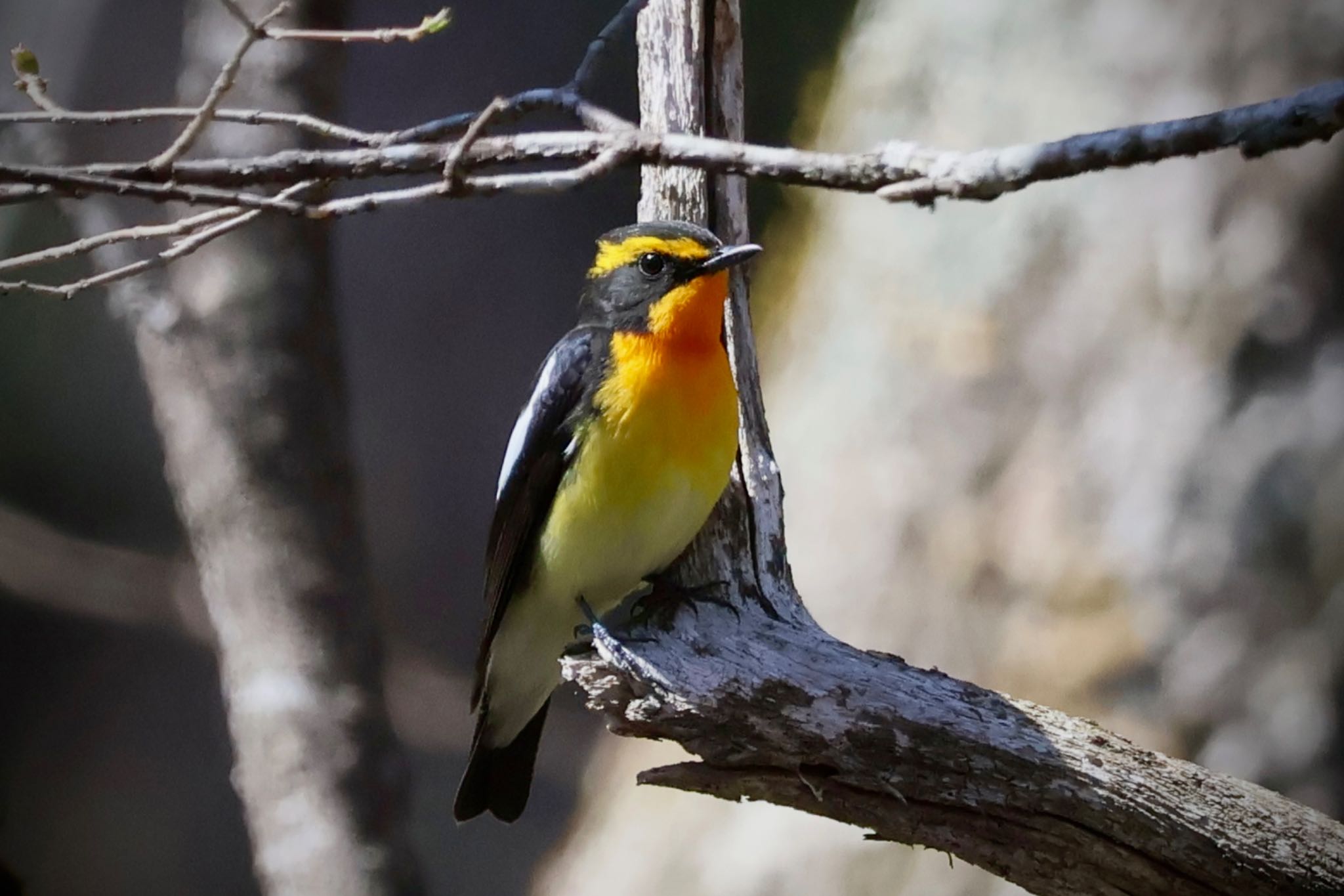 Photo of Narcissus Flycatcher at Togakushi Forest Botanical Garden