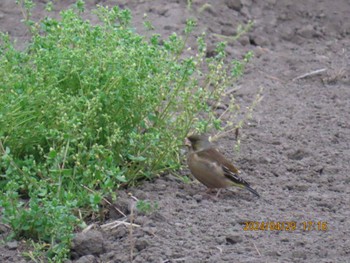 Grey-capped Greenfinch 自宅周辺 Mon, 4/29/2024