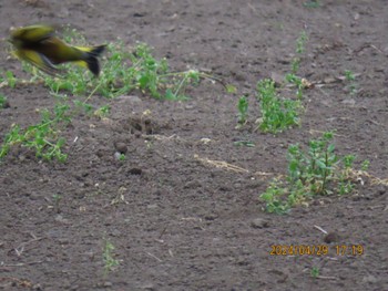 Grey-capped Greenfinch 自宅周辺 Mon, 4/29/2024