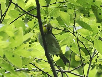 Warbling White-eye 摩耶山 Mon, 4/29/2024