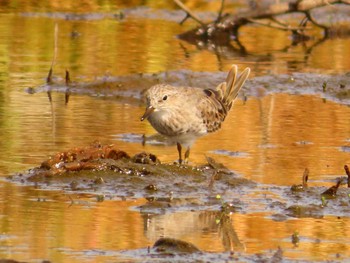 Temminck's Stint Inashiki Sun, 4/28/2024