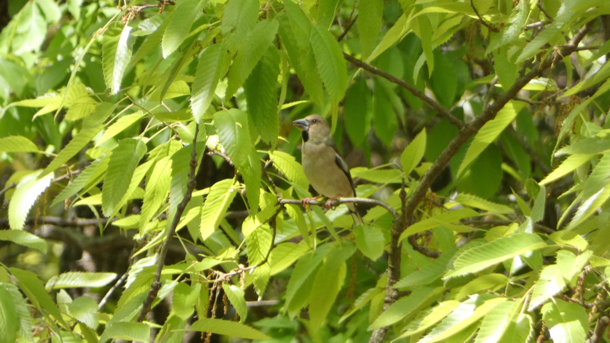 Hawfinch