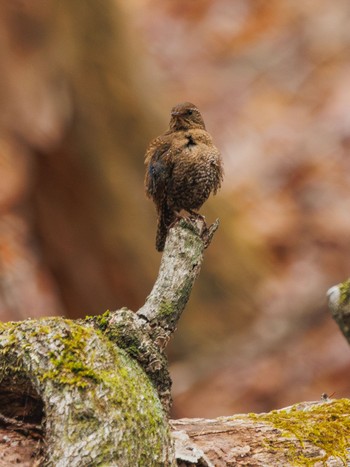 Eurasian Wren Karuizawa wild bird forest Mon, 4/22/2024