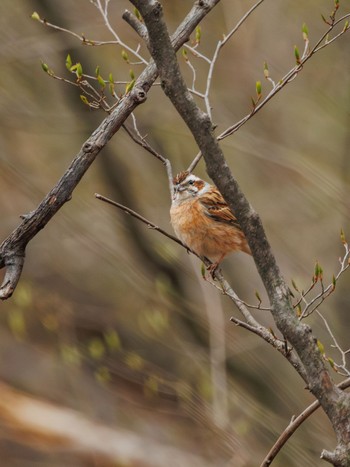 Meadow Bunting Karuizawa wild bird forest Mon, 4/22/2024