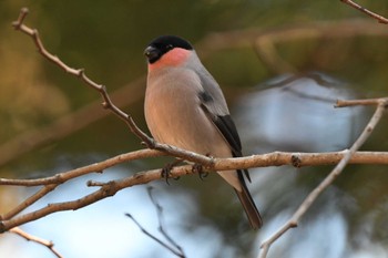 Eurasian Bullfinch 日向林道 神奈川県伊勢原市 Sat, 3/9/2024