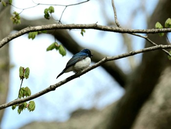 Blue-and-white Flycatcher Nishioka Park Wed, 5/1/2024