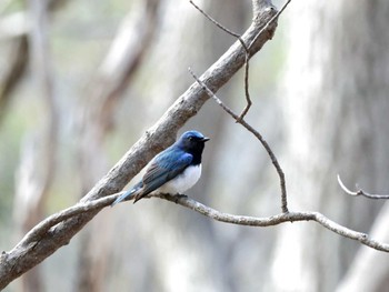 Blue-and-white Flycatcher Nishioka Park Wed, 5/1/2024