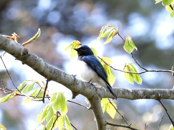 Blue-and-white Flycatcher Nishioka Park Wed, 5/1/2024