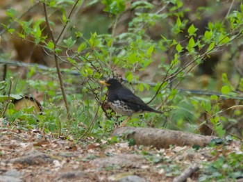 Japanese Thrush Karuizawa wild bird forest Mon, 4/29/2024