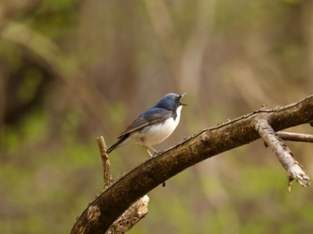 Siberian Blue Robin Karuizawa wild bird forest Mon, 4/29/2024