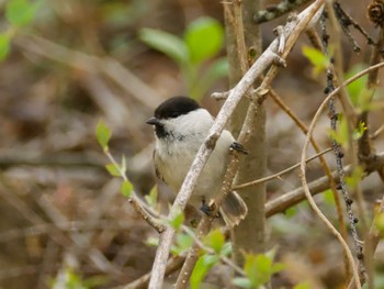 Willow Tit Karuizawa wild bird forest Mon, 4/29/2024