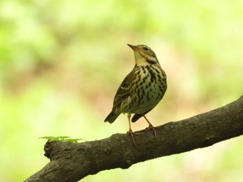 Olive-backed Pipit 秩父 Thu, 5/6/2021