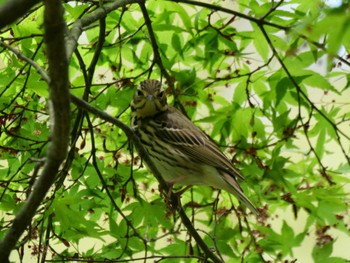 Olive-backed Pipit 秩父 Thu, 4/25/2024