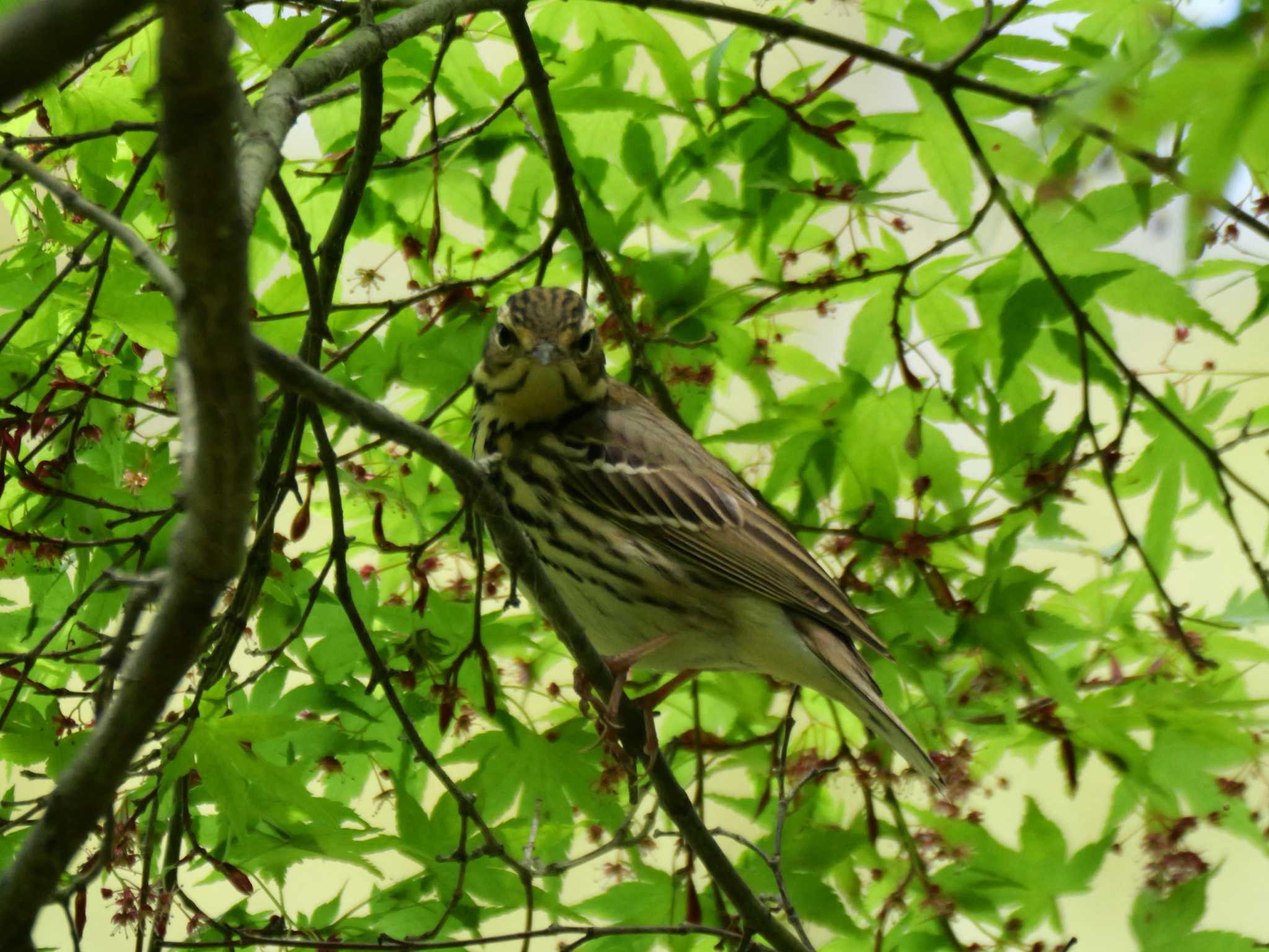 Photo of Olive-backed Pipit at 秩父 by little birds