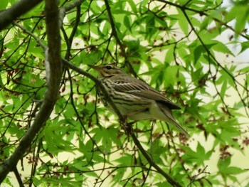 Olive-backed Pipit 秩父 Thu, 4/25/2024