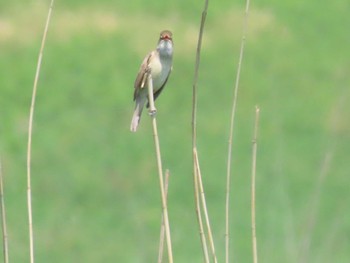 Oriental Reed Warbler Akigase Park Sun, 4/28/2024