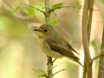 キビタキ 軽井沢野鳥の森 2024年4月29日(月)