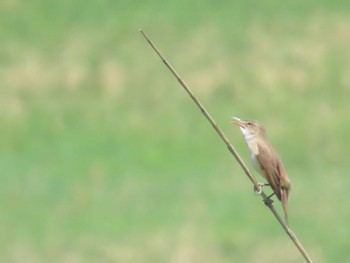 Oriental Reed Warbler Akigase Park Sun, 4/28/2024