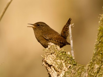 Eurasian Wren Karuizawa wild bird forest Mon, 4/29/2024