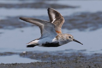 Dunlin Sambanze Tideland Sun, 4/28/2024