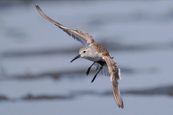 Dunlin Sambanze Tideland Sun, 4/28/2024