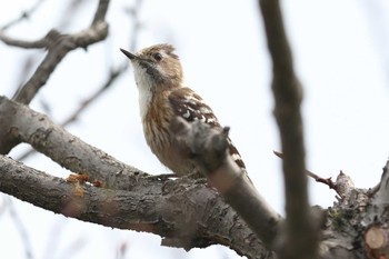 Japanese Pygmy Woodpecker Osaka castle park Sun, 3/31/2024