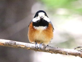 Varied Tit 野幌森林公園 Wed, 5/1/2024