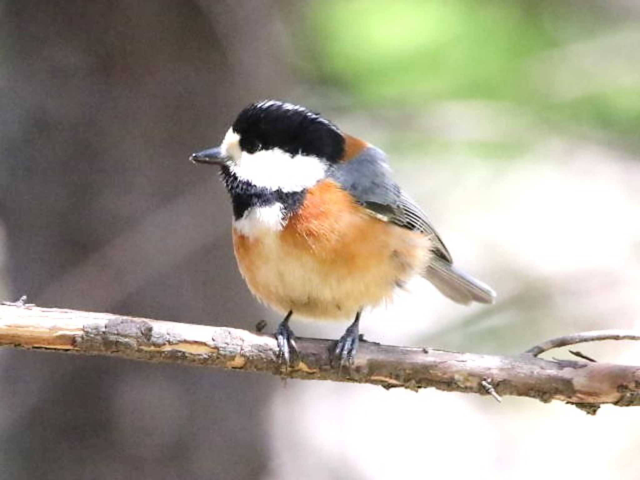 Photo of Varied Tit at 野幌森林公園 by キムドン