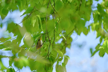 Warbling White-eye 大沼公園(北海道七飯町) Wed, 5/1/2024