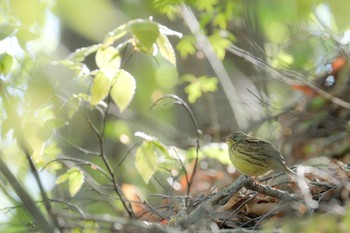 Masked Bunting 大沼公園(北海道七飯町) Wed, 5/1/2024