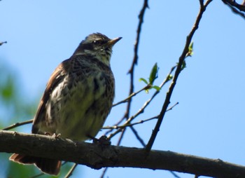 Dusky Thrush 小幡緑地 Thu, 4/25/2024