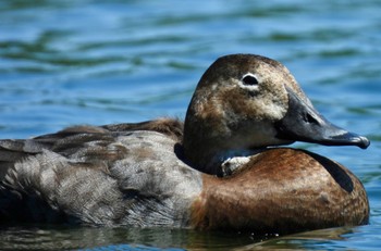 Common Pochard 小幡緑地 Thu, 4/25/2024