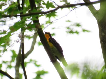 Narcissus Flycatcher Hayatogawa Forest Road Mon, 4/29/2024