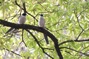 Azure-winged Magpie 近所 Sun, 4/14/2024