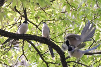 Azure-winged Magpie 近所 Sun, 4/14/2024