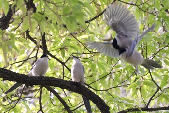 Azure-winged Magpie 近所 Sun, 4/14/2024