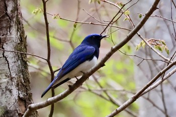 Blue-and-white Flycatcher Karuizawa wild bird forest Sat, 4/27/2024