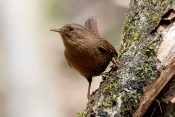 ミソサザイ 軽井沢野鳥の森 2024年4月27日(土)